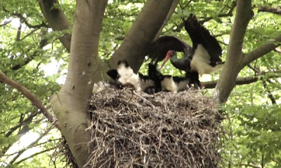 Ein Horst mit Schwarzstörchen und Jungvögeln in einer Baumgabel