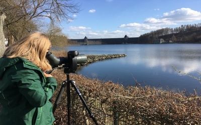 Online-Vortrag: Wasservögel am Möhnesee