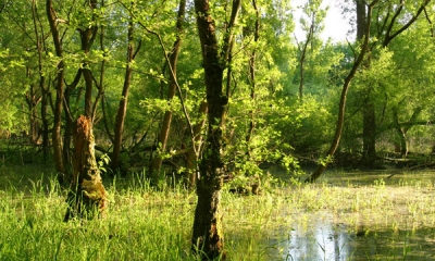 Waldökologie – Waldnaturschutz / Klimaschutz (SEK II)