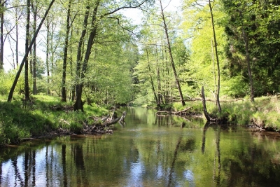 Wald erleben – Wald verstehen I - „Das Leben hängt am Sonnenstrahl“ (Kl. 8 – 10)