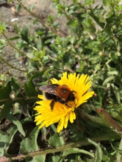 Wildbienen und andere Wiesentiere (1. - 4. Klasse)