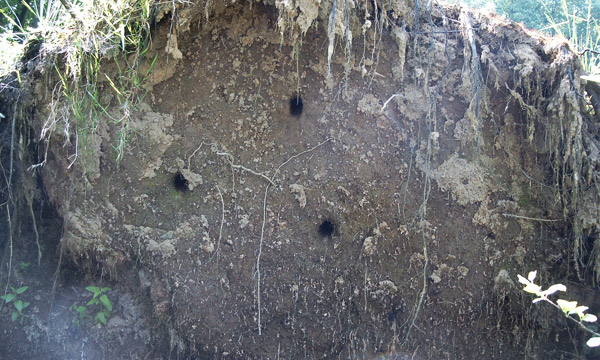 Blick in eine große, umgedrehte Baumwurzel mit kleinen Höhlen, die sich Kleintier geschaffen haben.
