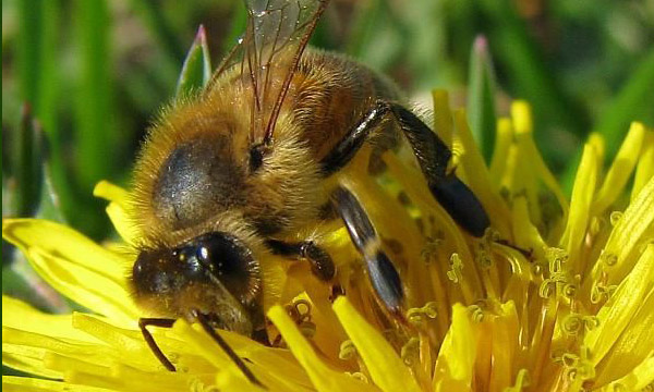 Nahaufnahme von einer Wildbiene, die in einer gelben Blütze sitzt.