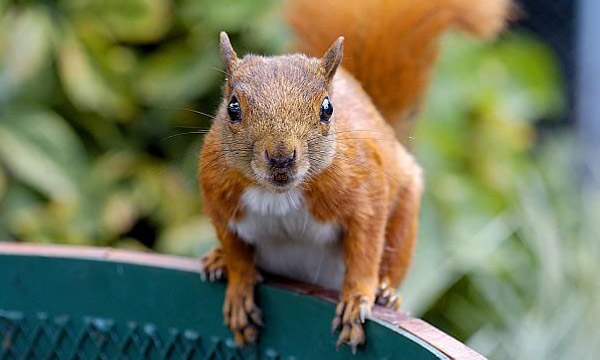 Ein Eichhörnchen sitzt auf einer Schale und blickt in die Kamera, Nahaufnahme