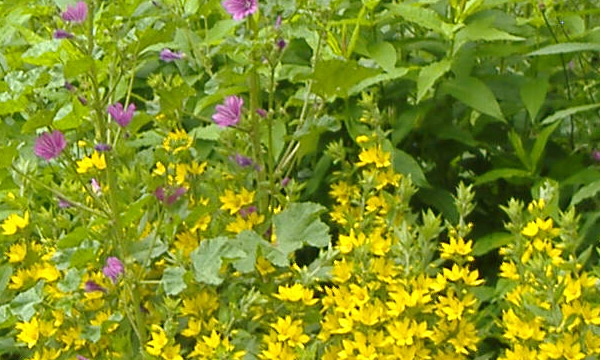 Blick in grüne Büsche des Liz-Außengeländes mit verschiedenen Blüten