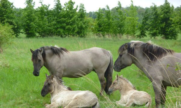 4 Pferde ind der Weidelandschaft Kleiberg