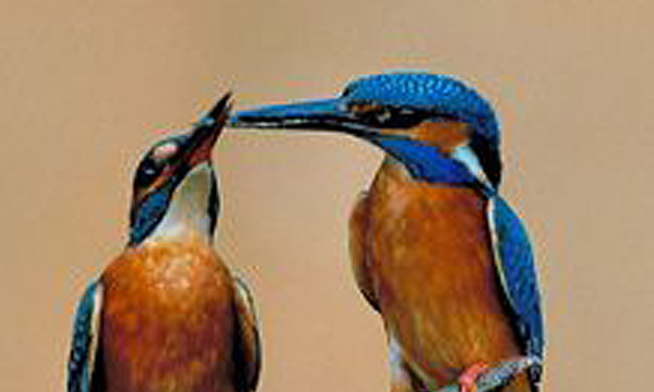 Zwei Eisvögel bei der Fütterung